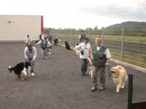 Hunde