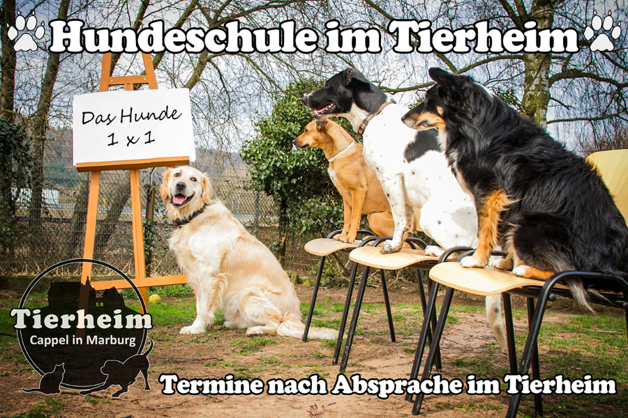 Das HundeTeam des Tierheims Cappel Tierheim Cappel Marburg
