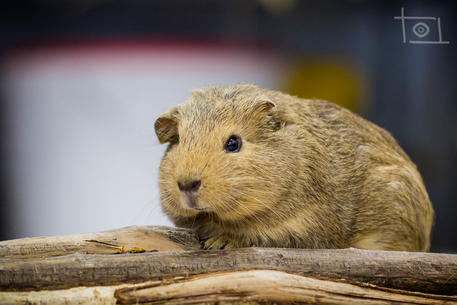 Meerschweinchen « Tierheim Cappel Marburg