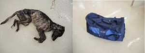 Vermutlich verhungert: Veterinäramt sucht nach Halter von totem Hund und toter Schlange
