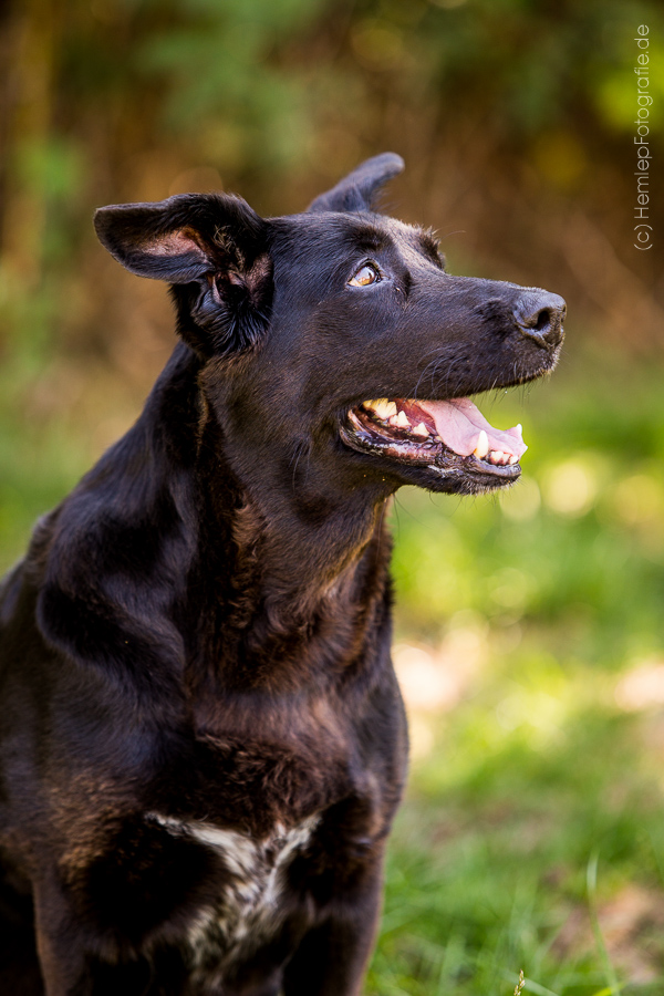 Susi « Tierheim Cappel Marburg