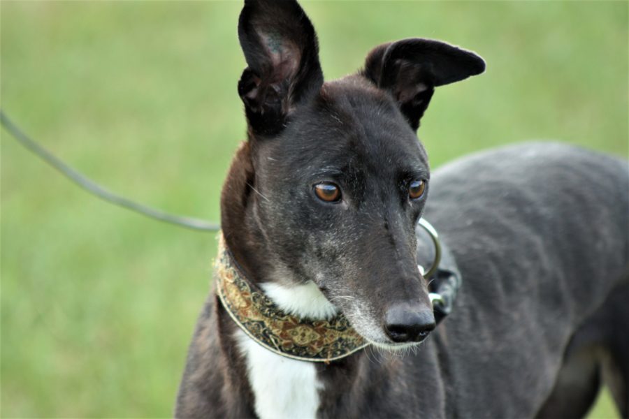 [Greyhound, Streuner & Co. e.V.] Jessie « Tierheim Cappel Marburg