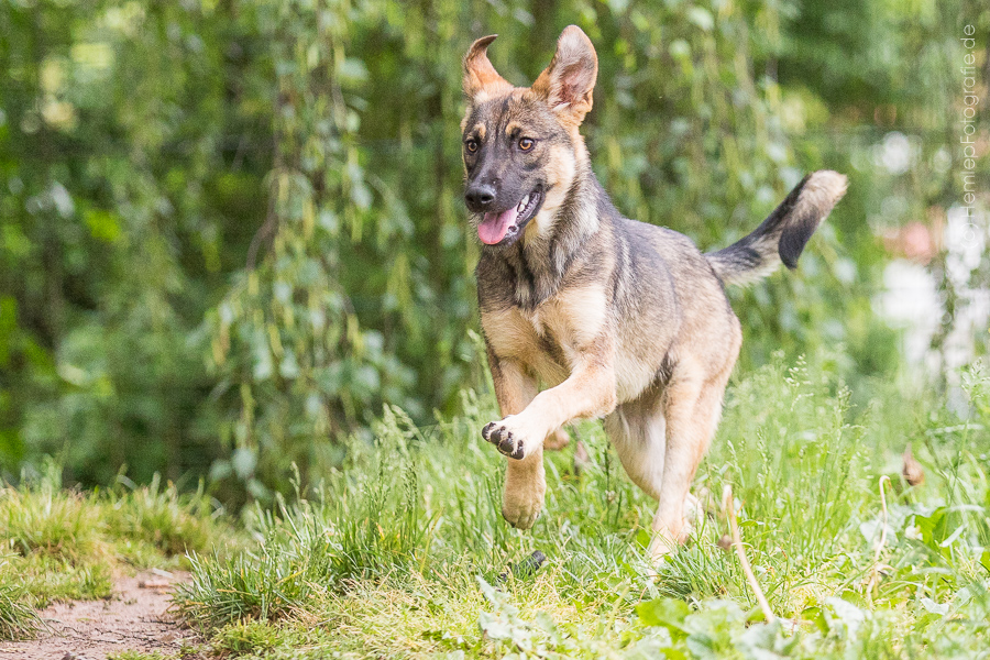 Susi « Tierheim Cappel Marburg