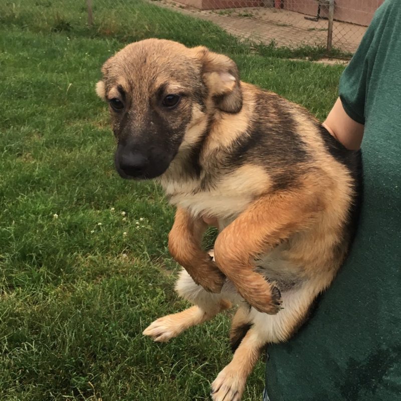 Callie « Tierheim Cappel Marburg