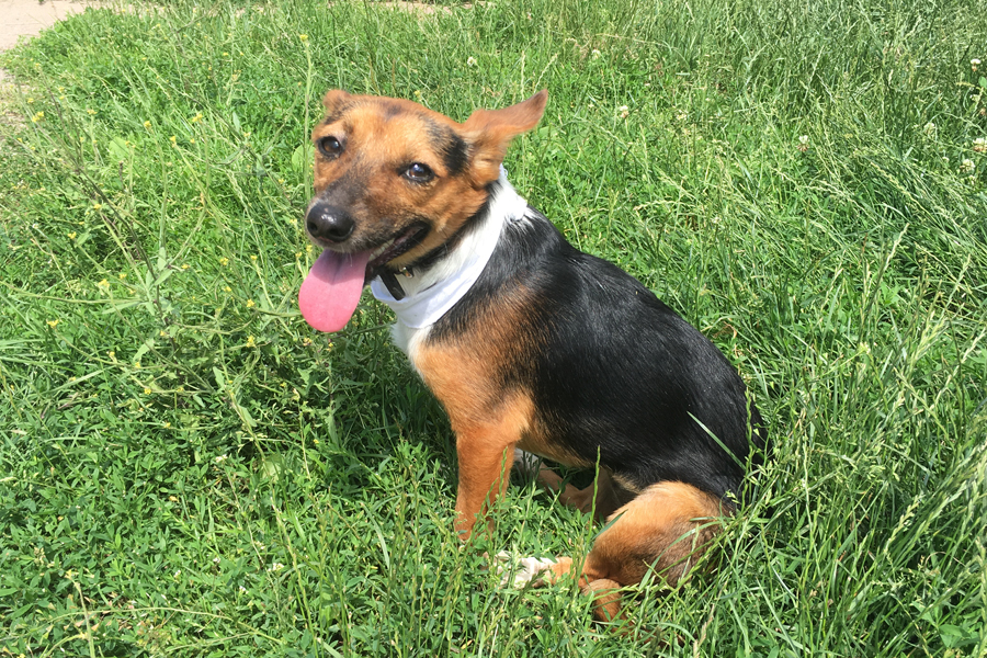 Lady « Tierheim Cappel Marburg