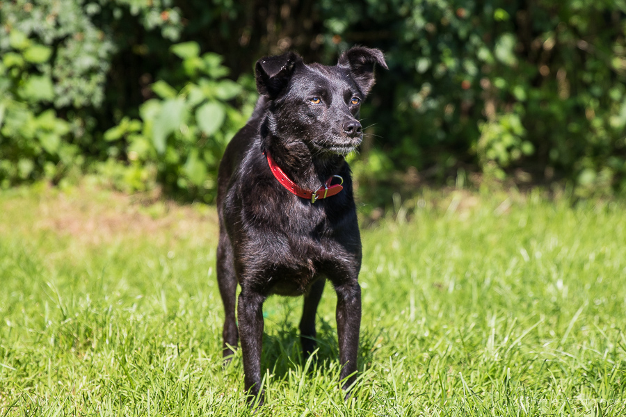 Perdi « Tierheim Cappel Marburg