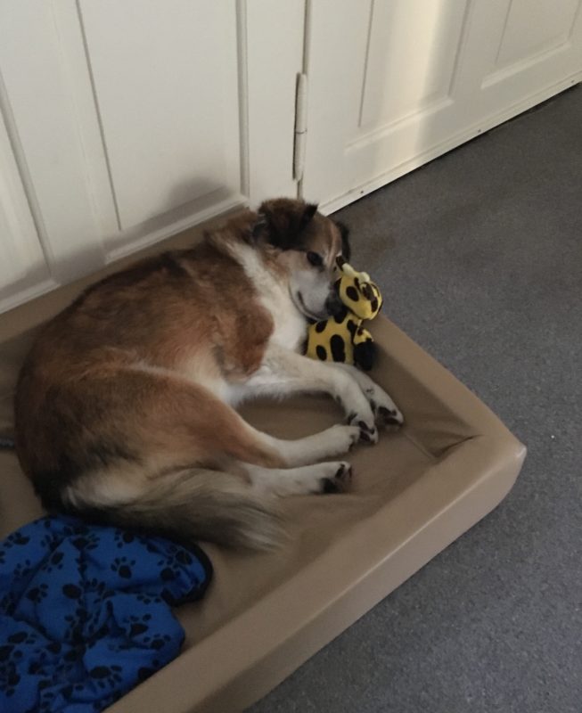 tierheim marburg kleine hunde