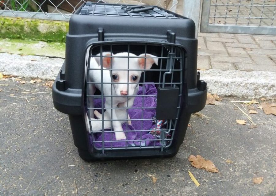 ausgesetzter Welpe « Tierheim Cappel Marburg