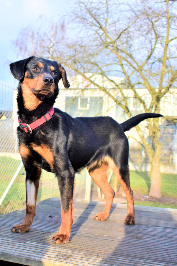 Filou « Tierheim Cappel Marburg