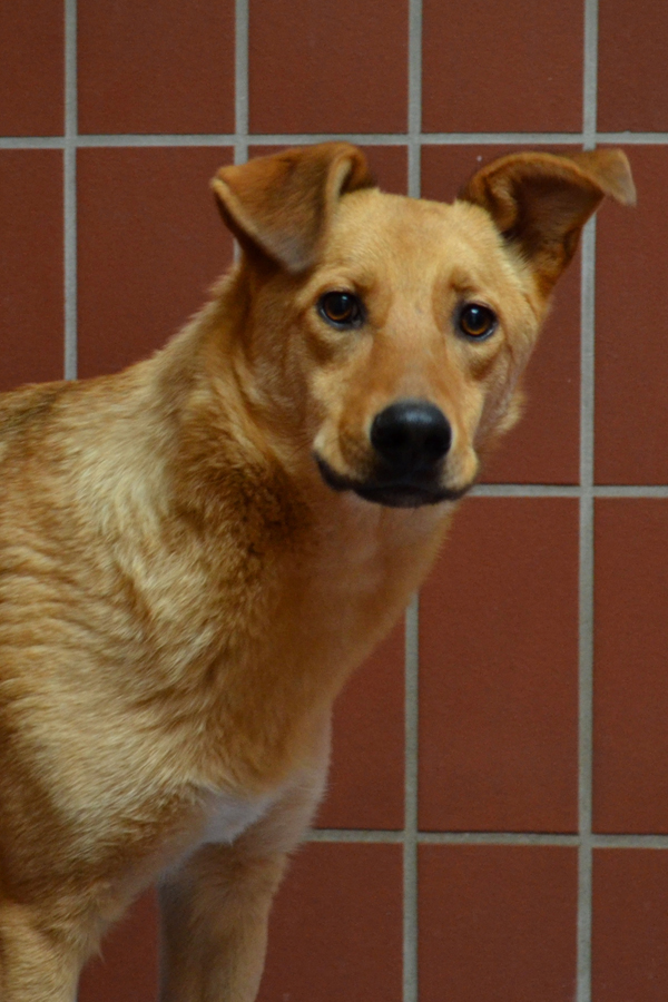 Diesel « Tierheim Cappel Marburg