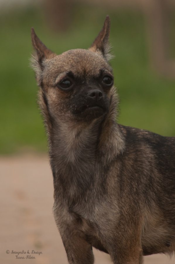 Honey « Tierheim Cappel Marburg