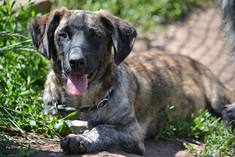 Leila « Tierheim Cappel Marburg