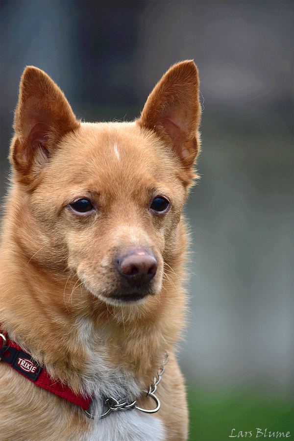 Marley « Tierheim Cappel Marburg