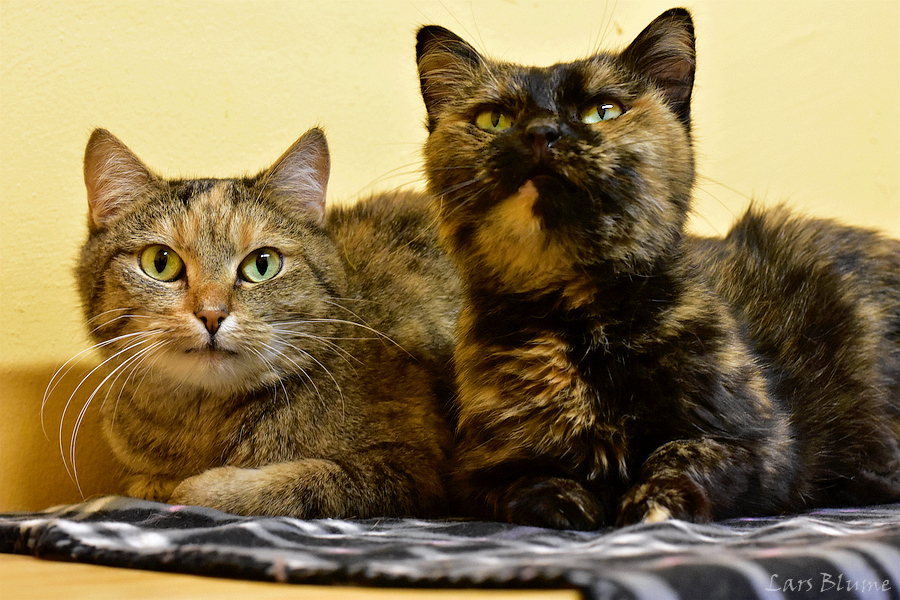Molly Polly Tierheim Cappel Marburg