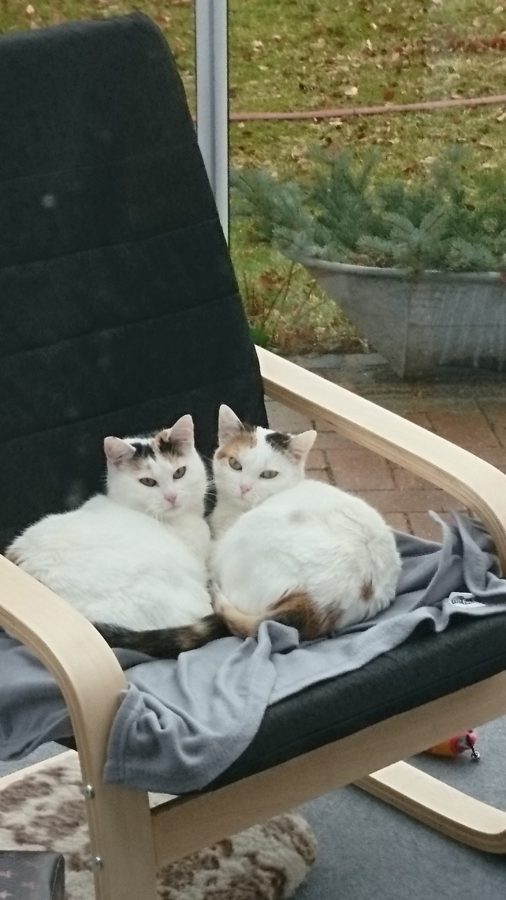 Piper &amp; Paige « Tierheim Cappel Marburg