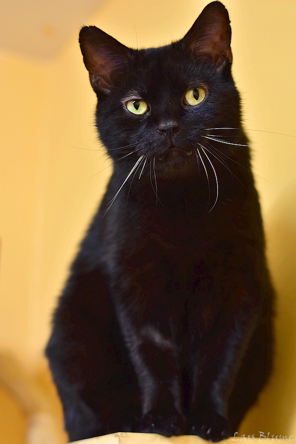 Drogba « Tierheim Cappel Marburg