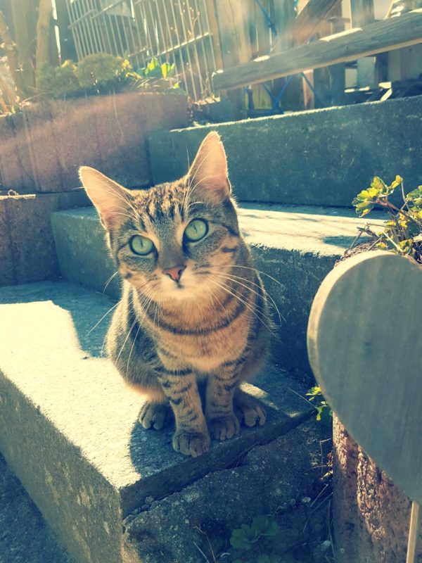 [vermisst] Nalie « Tierheim Cappel Marburg