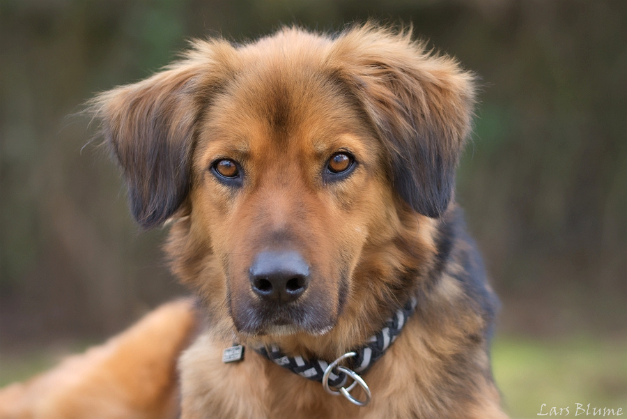 Ivo « Tierheim Cappel Marburg