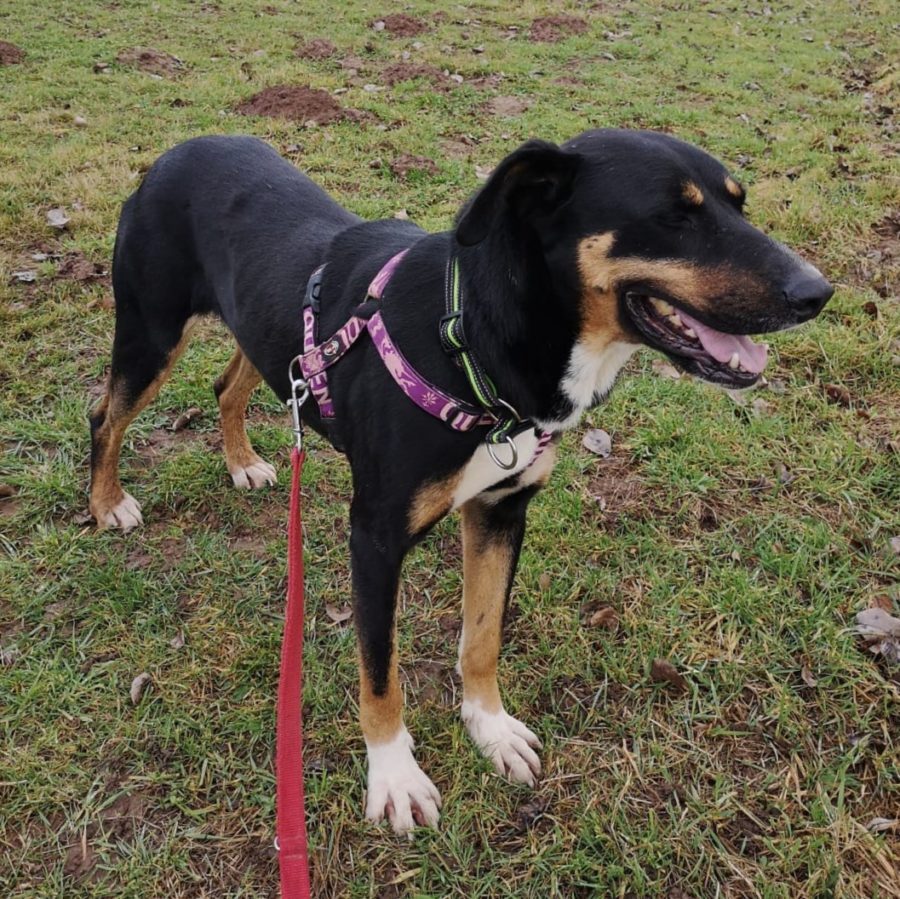 Libby « Tierheim Cappel Marburg