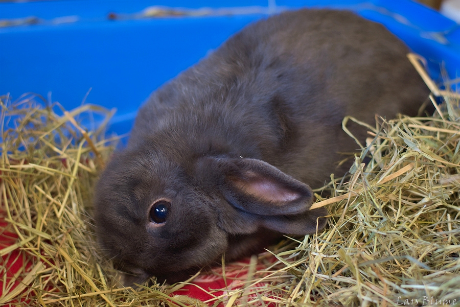 Kasper « Tierheim Cappel Marburg