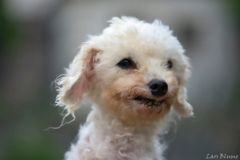 Babsi &amp; Laika « Tierheim Cappel Marburg