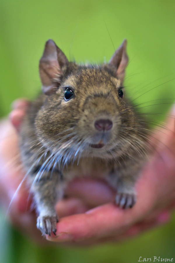 Cheeky « Tierheim Cappel Marburg