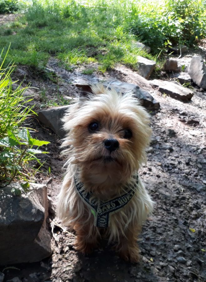 Paddington « Tierheim Cappel Marburg