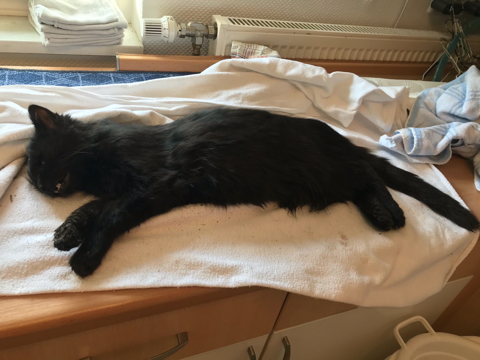 [Totfund] kastrierter Kater Tierheim Cappel Marburg Tierheim Cappel Marburg